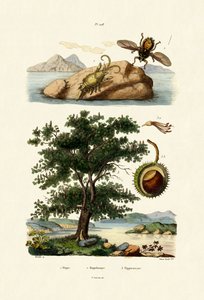 Insecte appât